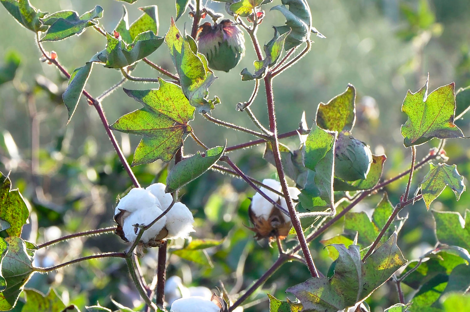 Champ de fleurs de coton Fil d'Or